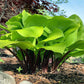 Hotshot Hosta Plants online shopping