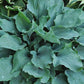 Winter Frost Hosta Hosta Plants online shopping