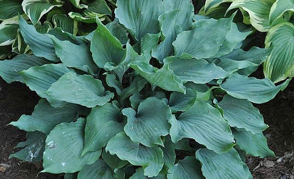 Winter Frost Hosta Hosta Plants online shopping