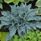 Waterslide Hosta Plants online shopping