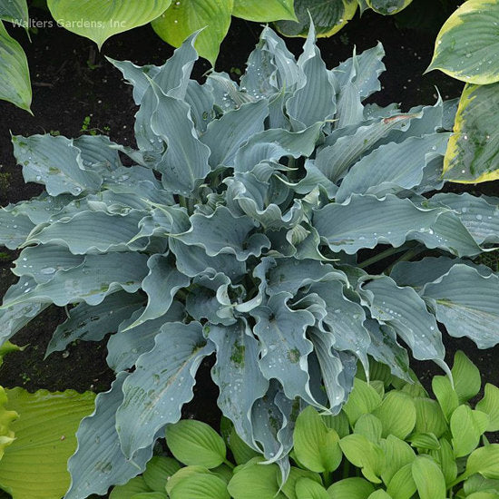Waterslide Hosta Plants online shopping
