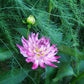 Enchantress Dahlia Plants online shopping
