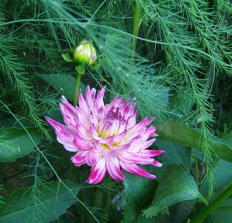 Enchantress Dahlia Plants online shopping