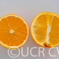 Leng Navel Orange Budwood citrus plant material online shopping