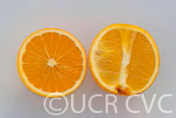Leng Navel Orange Budwood citrus plant material online shopping