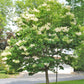 Japanese Tree Lilac lilac plant online shopping