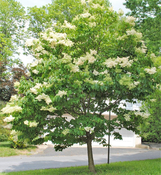 Japanese Tree Lilac lilac plant online shopping