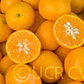 Murcott Mandarin Budwood citrus plant material online shopping