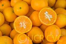 Murcott Mandarin Budwood citrus plant material online shopping
