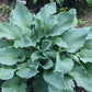 Lily Blue Eyes Hosta Plants online shopping