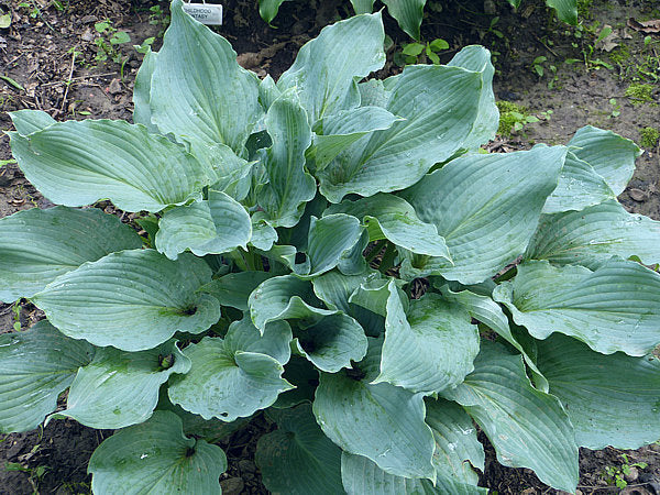 Lily Blue Eyes Hosta Plants online shopping