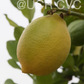 Femminello Siracusano White Flowered Lemon Budwood citrus plant material online shopping