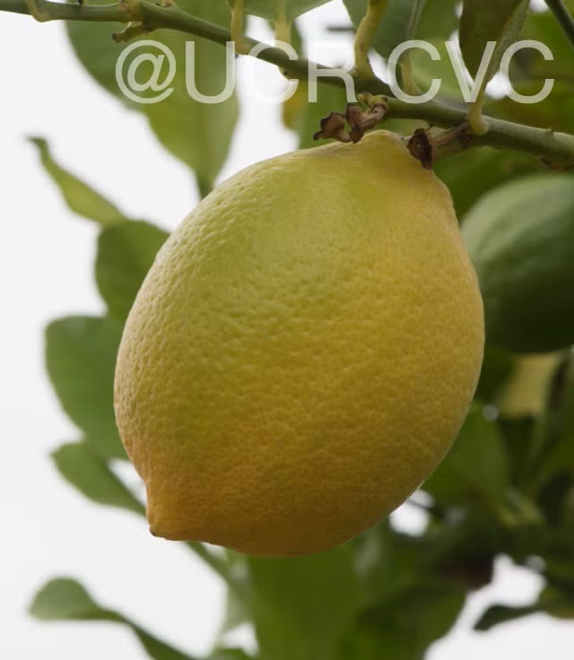 Femminello Siracusano White Flowered Lemon Budwood citrus plant material online shopping