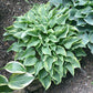 Tango Hosta Plants online shopping
