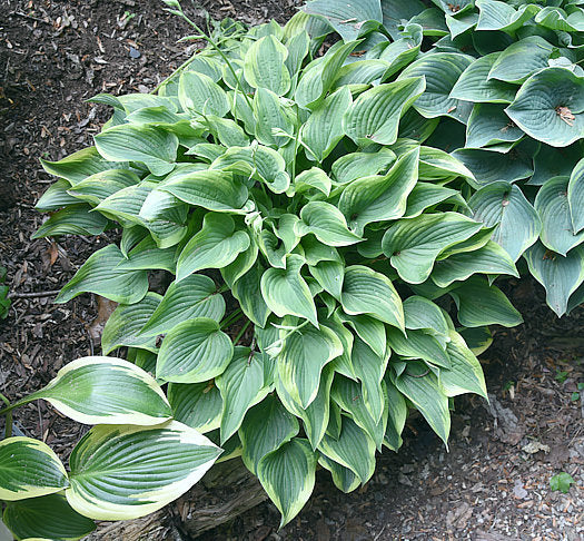 Tango Hosta Plants online shopping