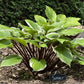 Sorbet Hosta Plants online shopping