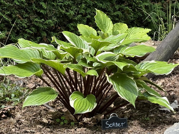 Sorbet Hosta Plants online shopping