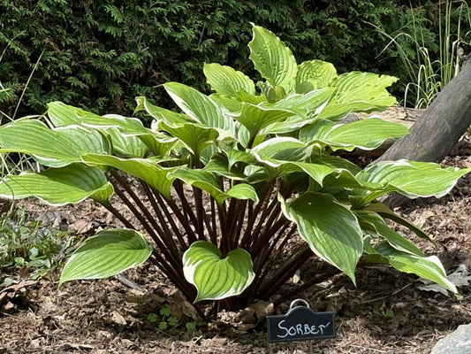 Sorbet Hosta Plants online shopping