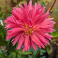 Shaggy Chic Dahlia