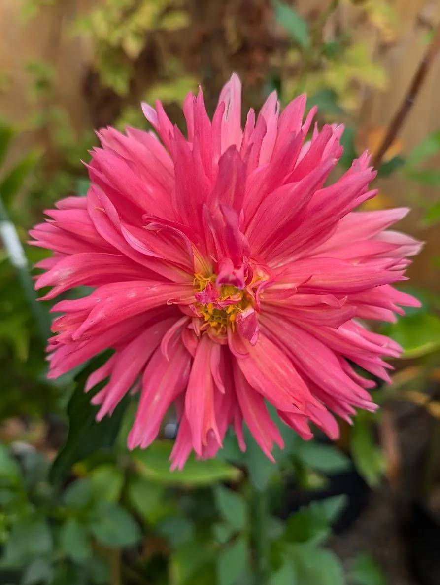 Shaggy Chic Dahlia