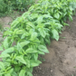 Nufar Organic Basil seeds online shopping