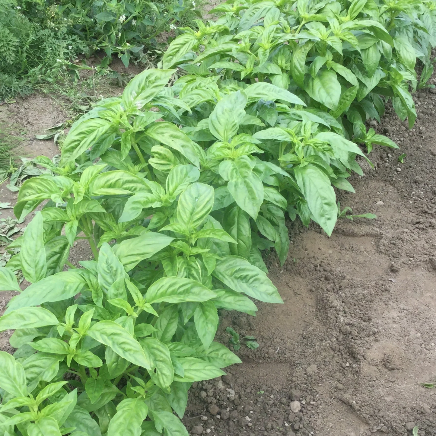 Nufar Organic Basil seeds online shopping