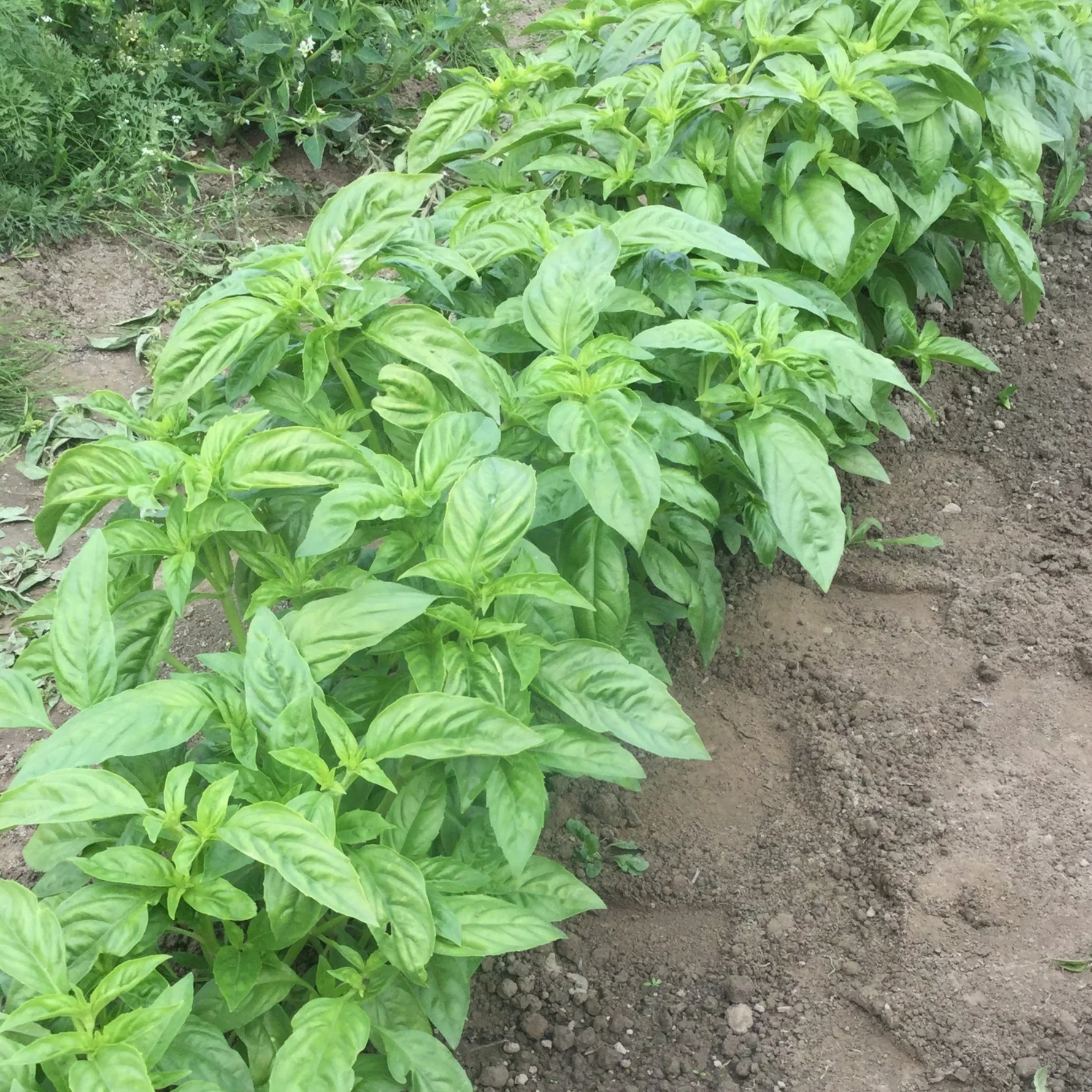 Nufar Organic Basil seeds online shopping