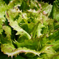 Precocissimo Chicory