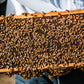 AFB Vaccinated Carniolan Honey Bee Queen