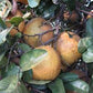 Nine Pounder Lemon Budwood citrus plant material online shopping