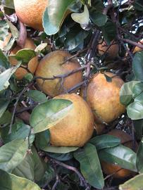 Nine Pounder Lemon Budwood citrus plant material online shopping