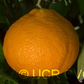Ortanique Tangor Mandarin Budwood citrus plant material online shopping