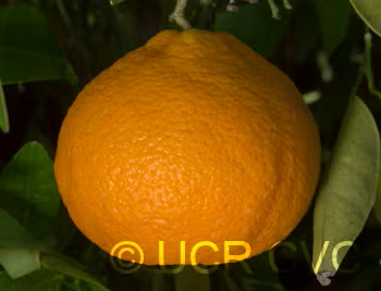 Ortanique Tangor Mandarin Budwood citrus plant material online shopping