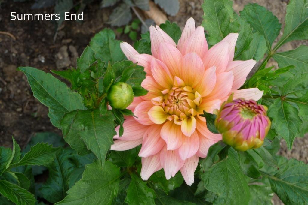 Summer’s End Dahlia