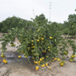 Shirokolistvennyi Satsuma Mandarin Budwood citrus plant material online shopping