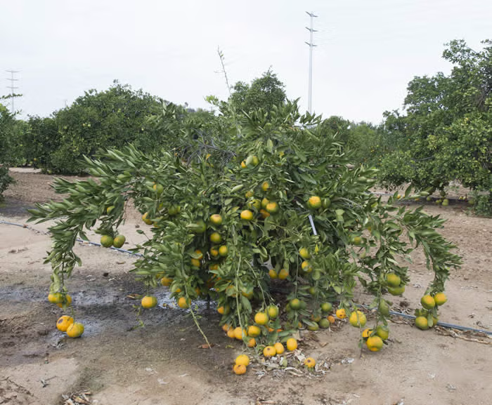 Shirokolistvennyi Satsuma Mandarin Budwood citrus plant material online shopping