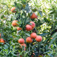 Ruby Blood Orange Budwood citrus plant material online shopping