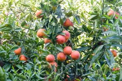 Ruby Blood Orange Budwood citrus plant material online shopping
