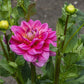 Southern Belle Dahlia