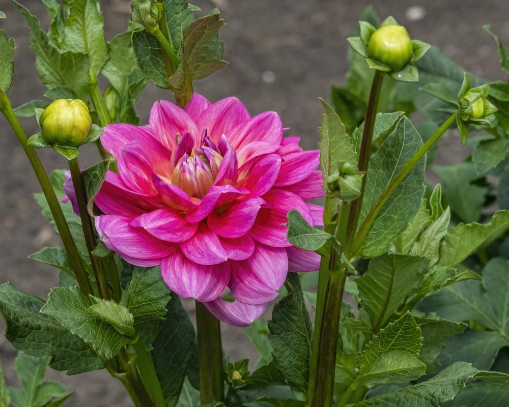 Southern Belle Dahlia