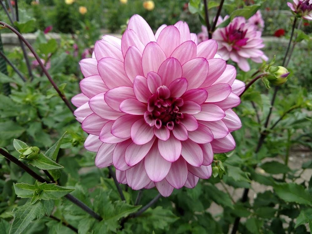 Lauren Michele Dahlia