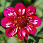 Hootenanny Dahlia