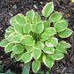 Heavenly Tiara Hosta Plants online shopping
