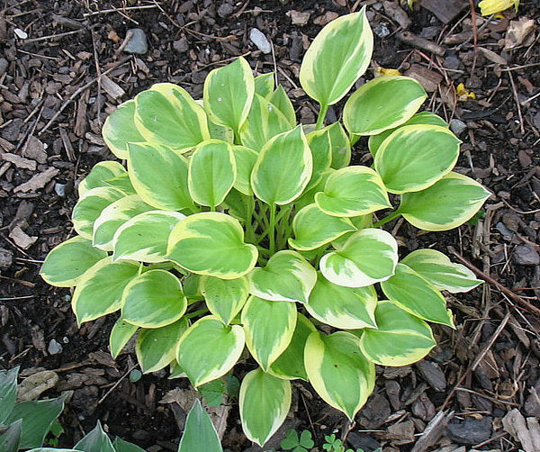 Heavenly Tiara Hosta Plants online shopping