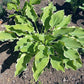 My Cup Of Tea Hosta Plants online shopping