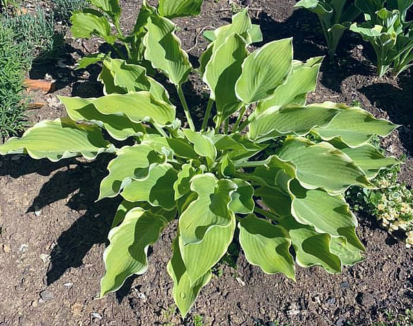 My Cup Of Tea Hosta Plants online shopping