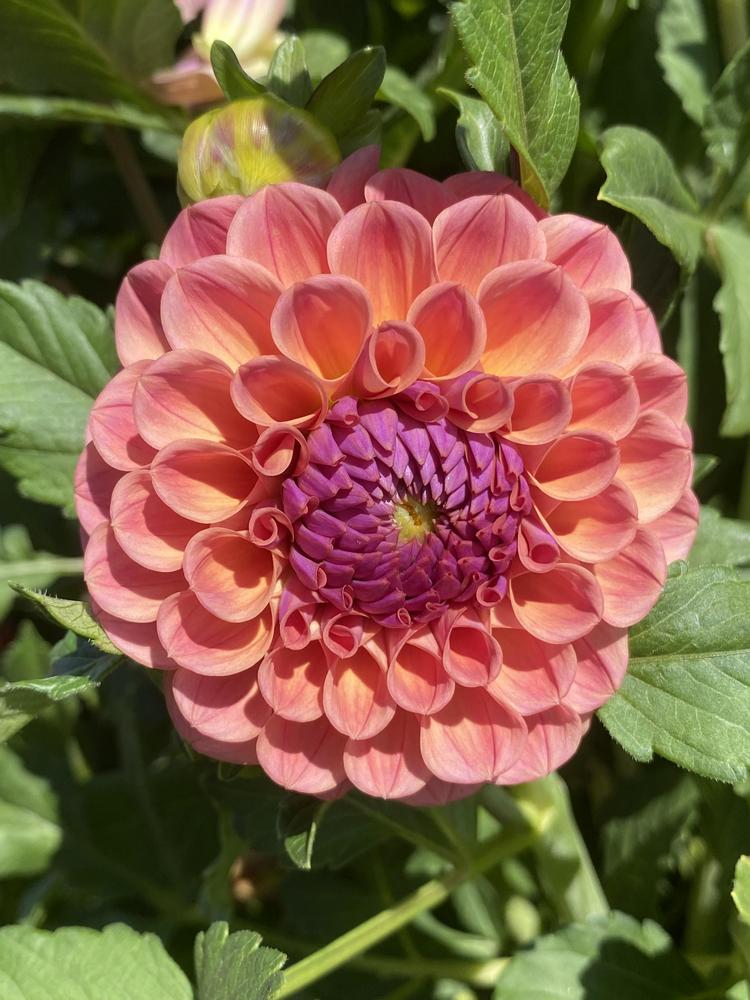 Chewy Dahlia
