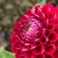 Cornel Dahlia Plants online shopping