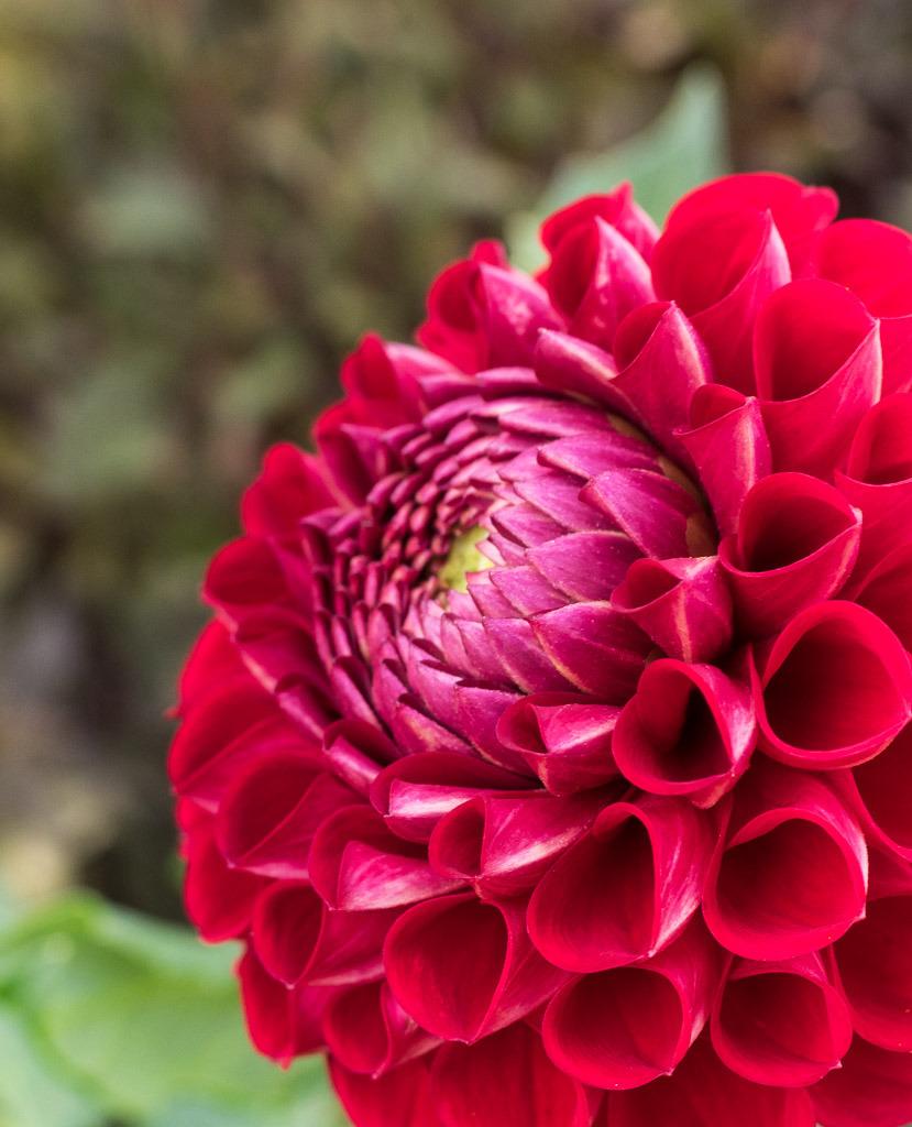 Cornel Dahlia Plants online shopping