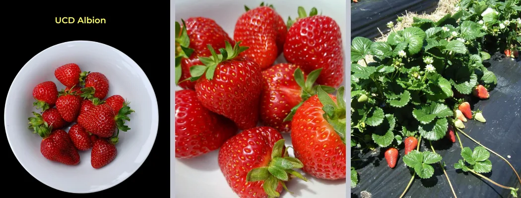 Albion Day Neutral Strawberry